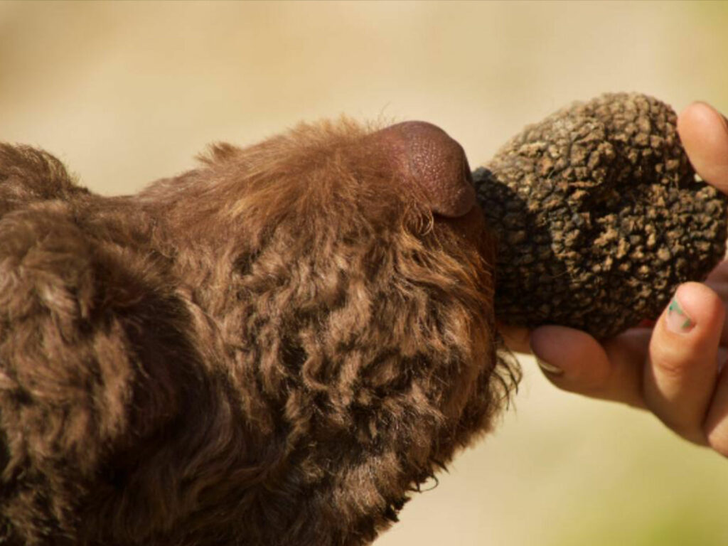 Truffle Hunting