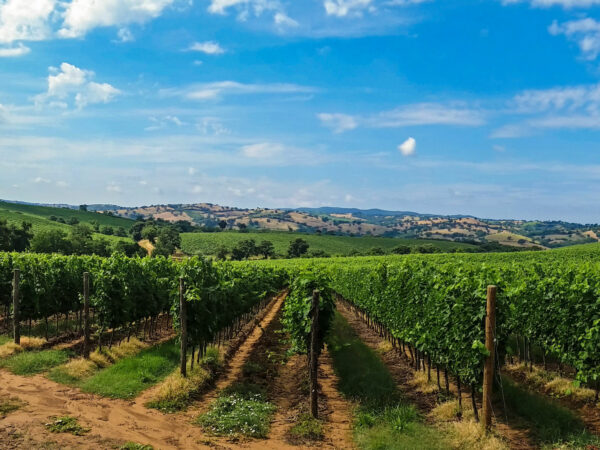 Montalcino and Montepulciano wineries